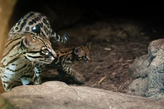 豹猫,虫子,虎猫,蛇,工艺品,条纹景点