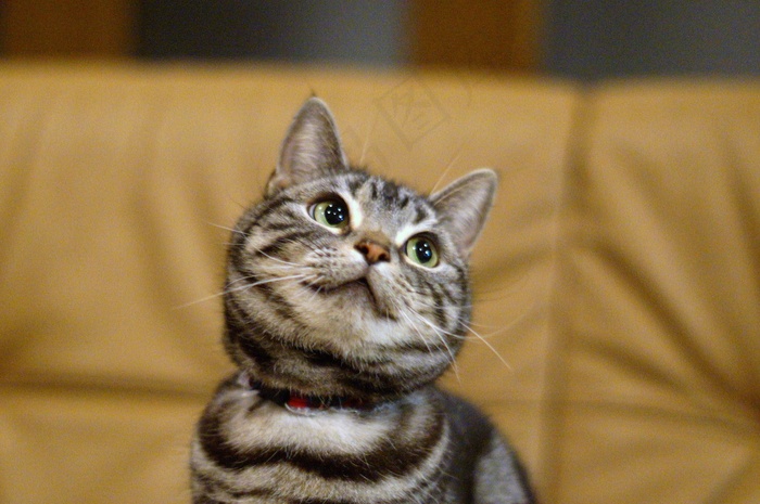 猫＃470