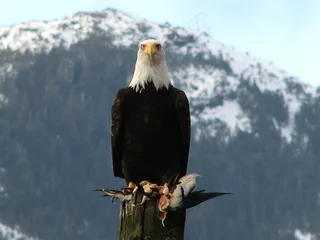 海雕,苍鹰,鹰形目,白头鹰,虎头海雕,鹰与猎物