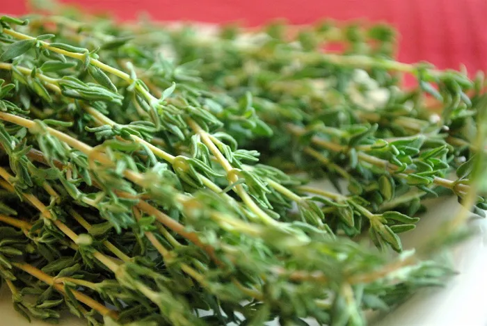 茶叶,盆栽植物,苜蓿菜,佛甲草,毛尖茶叶,新鲜百里香
