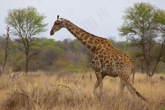 Safari，2012年10月-40