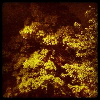 树,屏幕截图,文字图片,熊熊烈火,图画,在路灯下的树