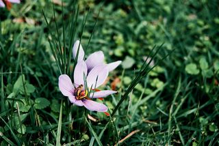 植物,花卉,番红花,膜边獐牙菜,藏红花,藏红花番红花