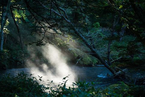 树,湖泊,江河,自然公园,汤河迷雾河