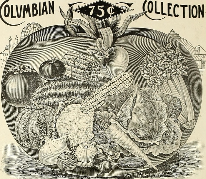图片摘自“ H.W。Buckbee种子和植物指南：1905 ”（1905）