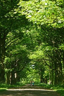 树,生态林,雪树银花,自然公园,竹林,纽萨姆神庙