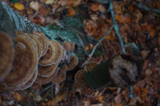层孔菌,宽鳞多孔菌,灵芝,云芝,木耳,童话楼梯