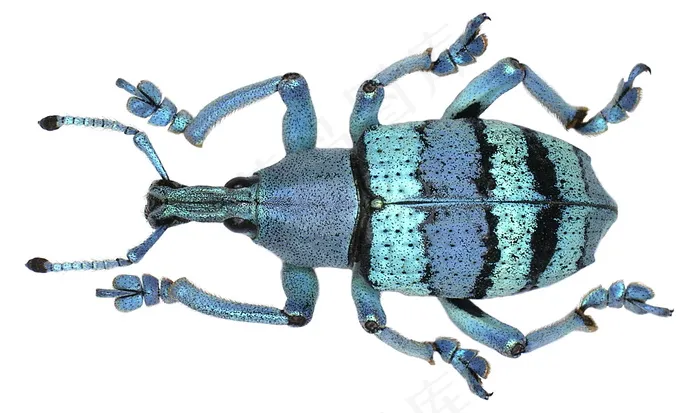 Eupholus amalulu Porion，1993年