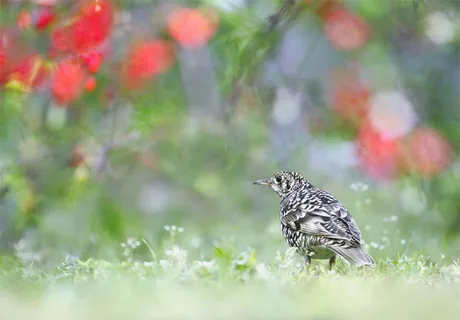 白眉歌鸫,虎斑地鸫,花卉,画眉鸟,长尾地鸫,＃809虎鸫漫幻