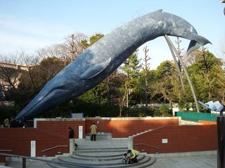 蓝鲸,虎鲸,海豚,抹香鲸,小须鲸,DSC04072