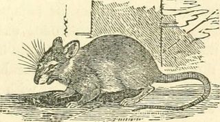 图片来自“博物学家的图书馆246页：包含关于人，四足动物，鸟类，鱼类，爬行动物和昆虫的科学和流行描述”（1852年）