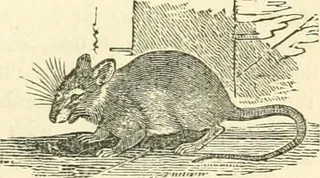 图片来自“博物学家的图书馆246页：包含关于人，四足动物，鸟类，鱼类，爬行动物和昆虫的科学和流行描述”（1852年）