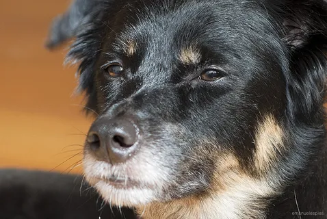 小狗,鸟类,纽芬兰犬,头发,平毛巡回猎犬,;狗凝视