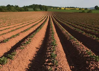 人物活动,滴灌,树,山峦,花卉,到地平线