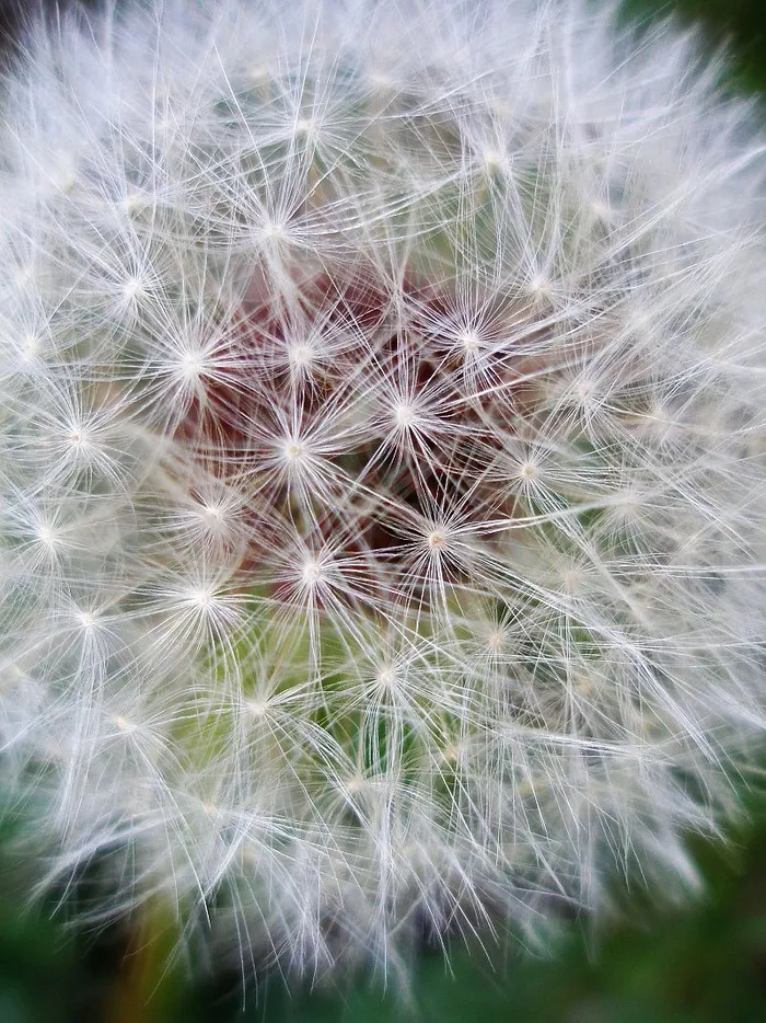 蒲公英,薄公英,仙人球,蒲公英图片,蓟花,蒲公英（阳性）