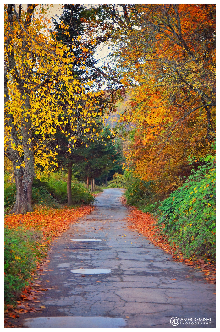 枫树,山峦,峡谷,油画,银杏,我很高兴我住在十月的地方
