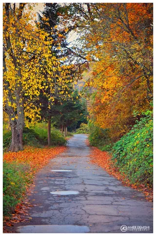 枫树,山峦,峡谷,油画,银杏,我很高兴我住在十月的地方