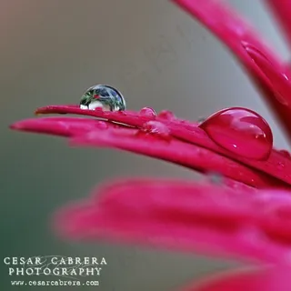 雨珠,黄腰太阳鸟,金银手镯,衣架,桌面绿植,新年快乐