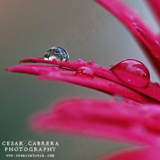 雨珠,黄腰太阳鸟,金银手镯,衣架,桌面绿植,新年快乐