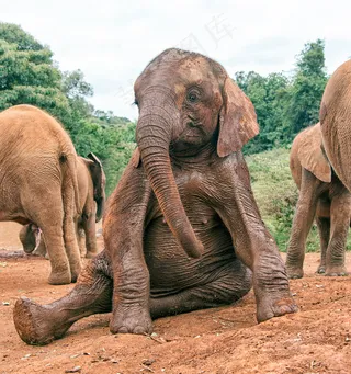 非洲象,大象,亚洲象,油画,非洲森林象,巴巴尔