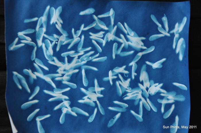 图像素材,文字图片,图画,卡通动漫人物,蓝印花布,枫树种子