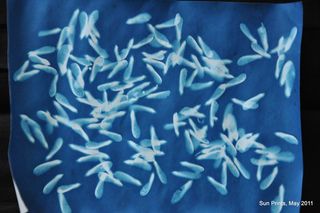 图像素材,文字图片,图画,卡通动漫人物,蓝印花布,枫树种子