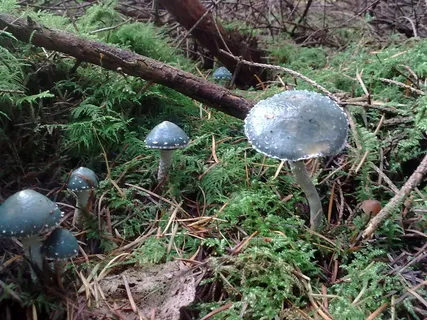 蘑菇,蘑菇/菌类,墨汁鬼伞,洋蘑菇,马勃,Grünspan-Träuschling 蘑菇,蘑菇/菌类,墨汁鬼伞,洋蘑菇,马勃,Grünspan-Träuschling