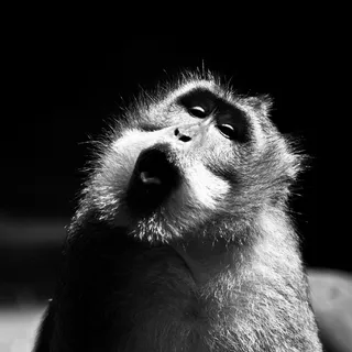 哺乳动物,玩具,叶猴,赤猴,豚尾猴,印度尼西亚-迷失在天堂 哺乳动物,玩具,叶猴,赤猴,豚尾猴,印度尼西亚-迷失在天堂