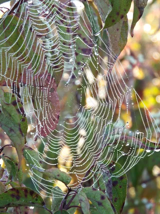 ＃露珠#maumeebaystatepark＃日出＃露珠＃蜘蛛网＃贝壳#lakeerielove＃乳草＃蚱hopper＃蜜蜂＃昆虫＃俄亥俄州#nwohio＃tekkbabe859 #blondebetweenthemountains