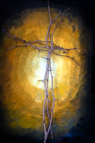 节肢动物,树,竹节虫,烟火,天空,十字