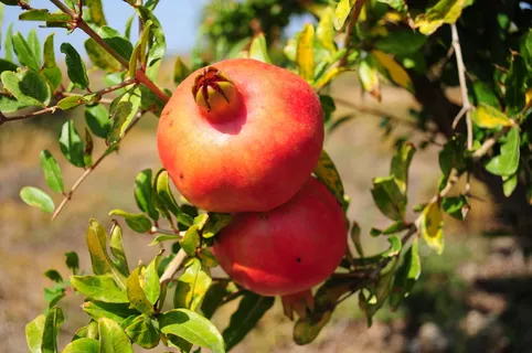 石榴树,石榴,石榴园,矮化苹果,蒙自石榴,奥利夫 石榴树,石榴,石榴园,矮化苹果,蒙自石榴,奥利夫