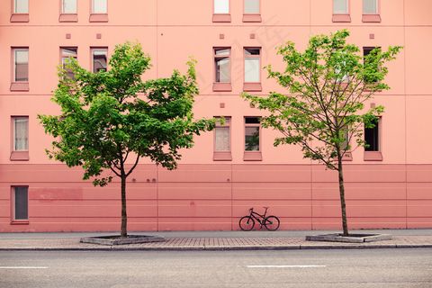 植物,盆栽植物,剧院/博物馆/礼堂,树,柜子,洛斯·维克斯
