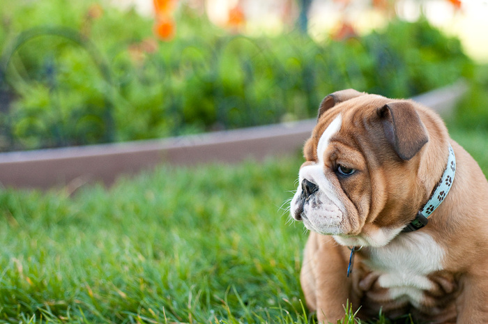 牛头梗,法兰西斗牛犬,英国斗牛犬,美国斗牛犬,拳师犬,桃子