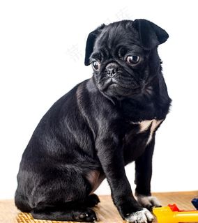 紫罗兰色的哈巴狗带玩具钥匙