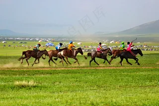 花卉,草原,薰衣草,草原马,蒙古马,纳达姆赛马