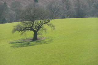 草原,体育场馆,树,图画,自然风景,在一个字段中的大树