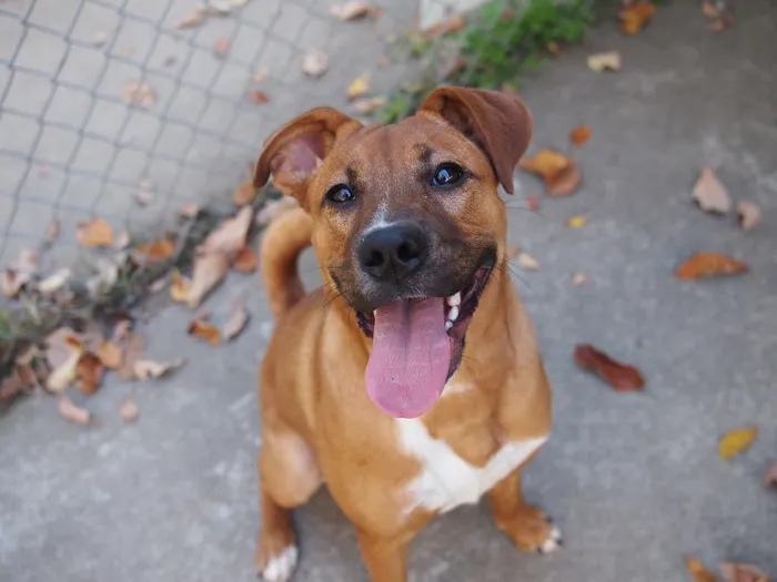 哺乳动物,玩具,罗得西亚脊背犬,鸟类,斯塔福斗牛梗,琥珀色