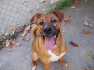 哺乳动物,玩具,罗得西亚脊背犬,鸟类,斯塔福斗牛梗,琥珀色