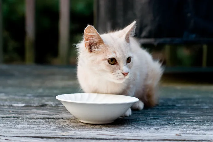 狮子猫,猫,山东狮子猫,布偶猫,金吉拉猫,茶色猫II