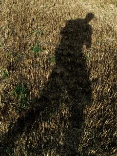 山峦,麦田,草原,粮田,地板砖,在运行