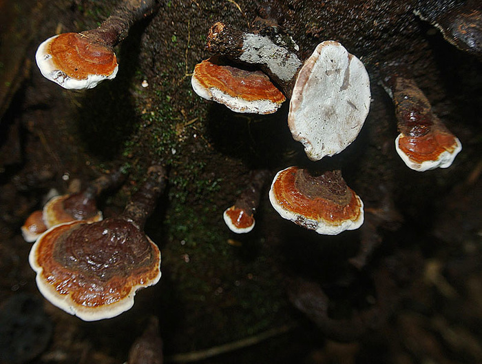 灵芝cf.灵芝
