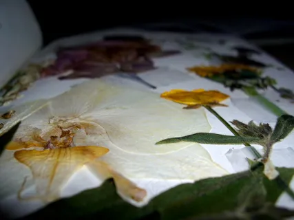 花卉,柳尖翅木虱,黄金玫瑰,柚子,闭鞘姜,压花(叶子)-(p。19)-压花的细节-B 花卉,柳尖翅木虱,黄金玫瑰,柚子,闭鞘姜,压花(叶子)-(p。19)-压花的细节-B