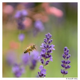 在空中2 在空中2