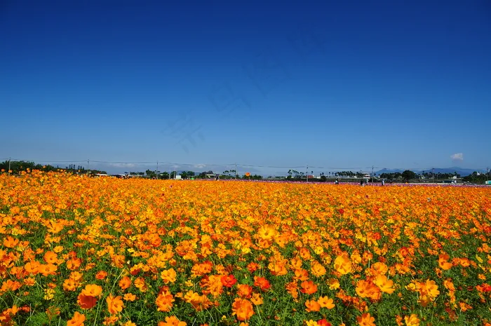 花海,万寿菊,金莲花,加州罂粟,草原,台中。新社花海