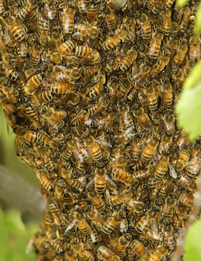 一大群西方蜜蜂（属Apis）挂在一棵树上，不列颠哥伦比亚省威廉斯湖怀河公园
