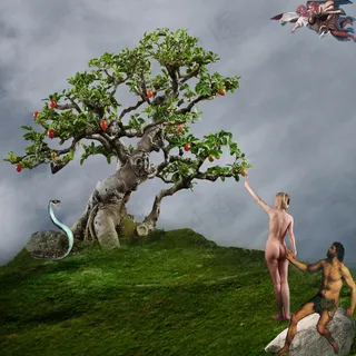 植物,树,荷花,花卉,禁果