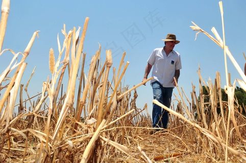 农业Podem Voltar足底feijãoPartir Desta Quarta