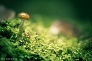 嫩芽,蘑菇,蘑菇/菌类,苔藓,树,香菇