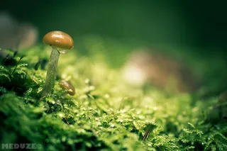 嫩芽,蘑菇,蘑菇/菌类,苔藓,树,香菇