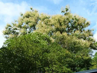 20121130_FosterBG_TectonaGrandis-Teak_Cutler_P1370660